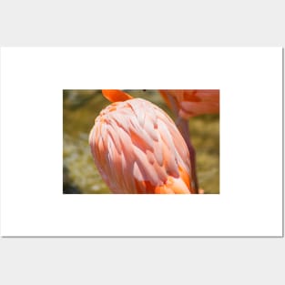 Flamingo body Posters and Art